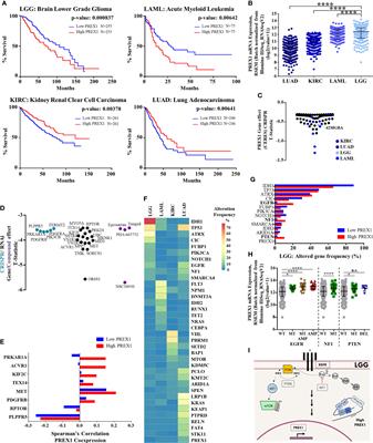 P-Rex1 Signaling Hub in Lower Grade Glioma Patients, Found by In Silico Data Mining, Correlates With Reduced Survival and Augmented Immune Tumor Microenvironment